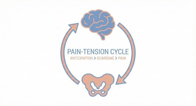 A simple diagram showing a stylized brain icon at the top and a pelvic basin icon at the bottom. A circular arrow flows between them, labeled "Pain-Tension Cycle" with smaller text "Anticipation > Guarding > Pain."